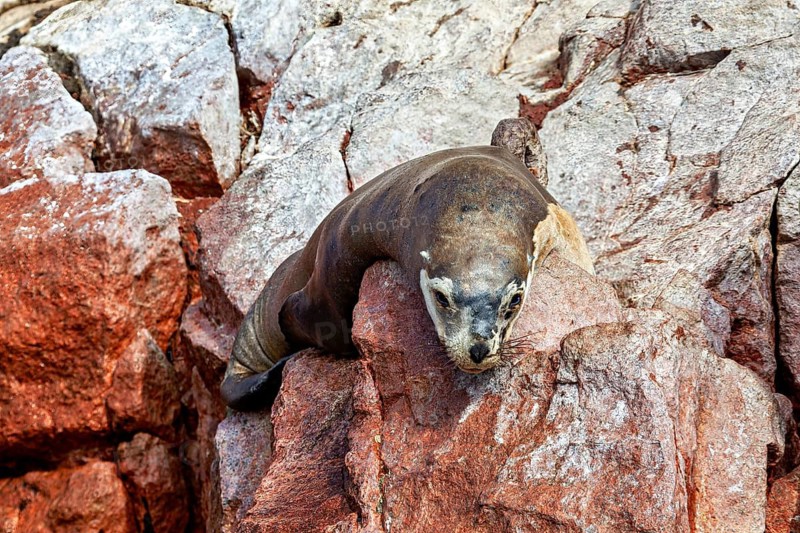 A sea lion rests on reddish-brown rocks in its natural habitat: South American sea lions on the rocks of the Islas Ballestas near Paracas in Peru (Otaria byronia)