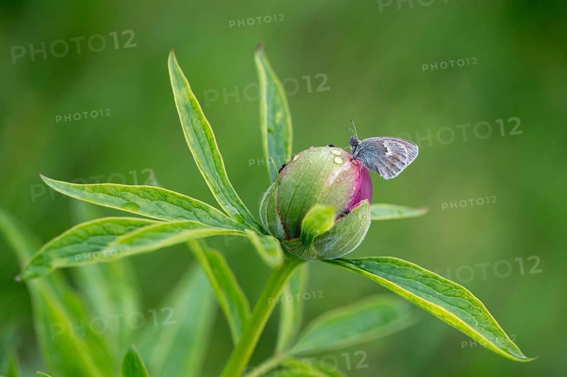 Coenonympha Pamphilus, common meadowbird, small heath, meadbird, butterfly, insects, butterfly, butterflies, butterflies