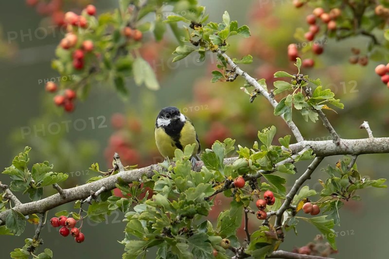 Great tit (Parus major) adult garden bird in a Hawthorn tree full of red berries, England, United Kingdom