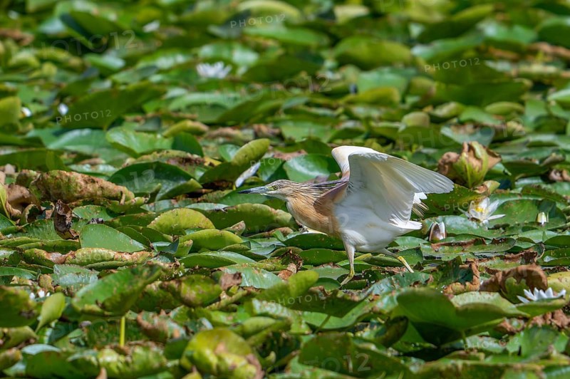 Squacco heron (Ardeola ralloides) adult in breeding plumage running over water lily pads covering lake in summer