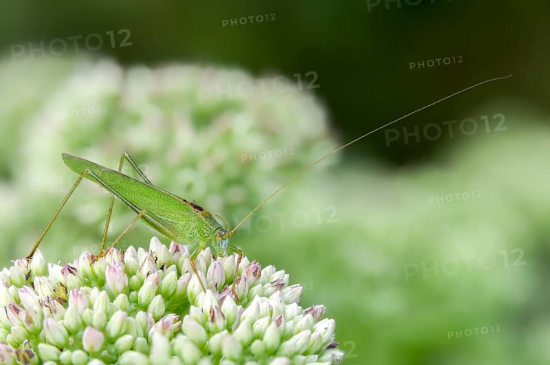 Common sickle scare, grasshoppers, Phaneroptera falcata, sickle scare, ensifera, grasshoppers, grasshoppers, insects, insects, long-feeler scare, sickle-bearing bush cricket