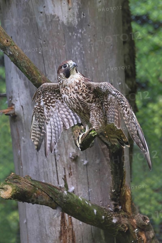 Peregrine falcon (Falco peregrinus), captive, sitting on a branch with clipped wing, Bavaria, Germany