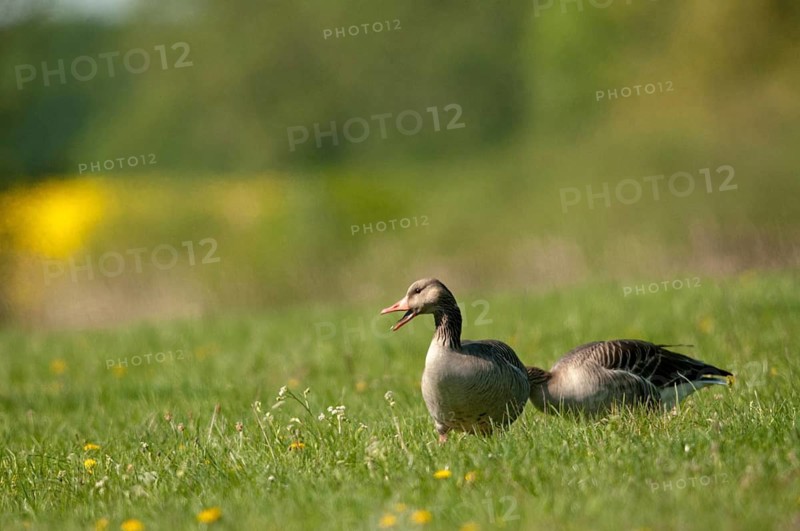 Anser Anser, Greylag or Graylag Goose, Grelag Goose, Anatidae, Birds, Duckbirds, Goose, Geese, Birds, Waterbirds