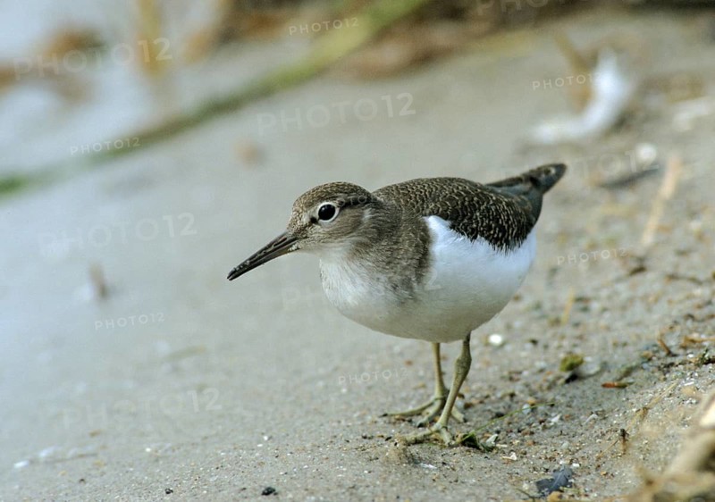 Actitis hypoleucos, common sandpiper, sandpiper birds, charadriiformes, leo, limikolen, snipe birds, scolopacidae, birds, waders, waders