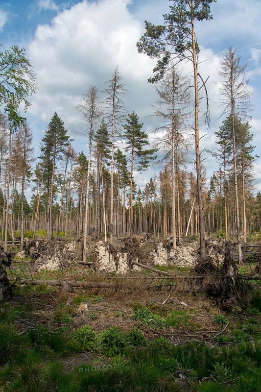 Bark beetle, high size, portrait format, intensive forestry, dead wood, forest damage, forest damage, forest death