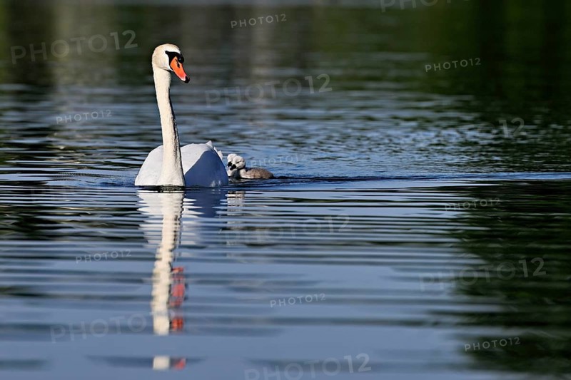 Mute swan (Cygnus olor), male with two chicks swimming in Lake Zug, Canton Zug, Switzerland