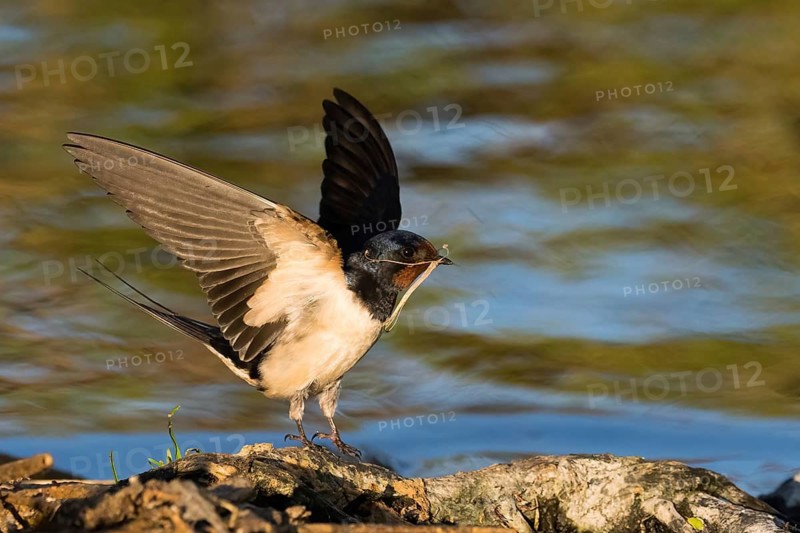 A barn swallow (Hirundo rustica) taking off from the shore with nesting material in its beak, surrounded by sunlight and water, Hesse, Germany