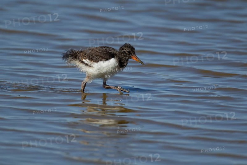 Eurasian oystercatcher (Haematopus ostralegus) juvenile baby wading bird in a shallow lagoon in summer, RSPB Minsmere nature reserve, Suffolk, England, United Kingdom
