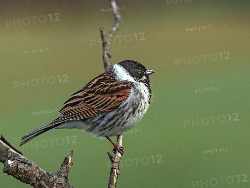 Emberiza Schoeniclus, Reed Bunting, Rohrrammer, Birds, Leo, Male, Passeri, Songbirds, Birds