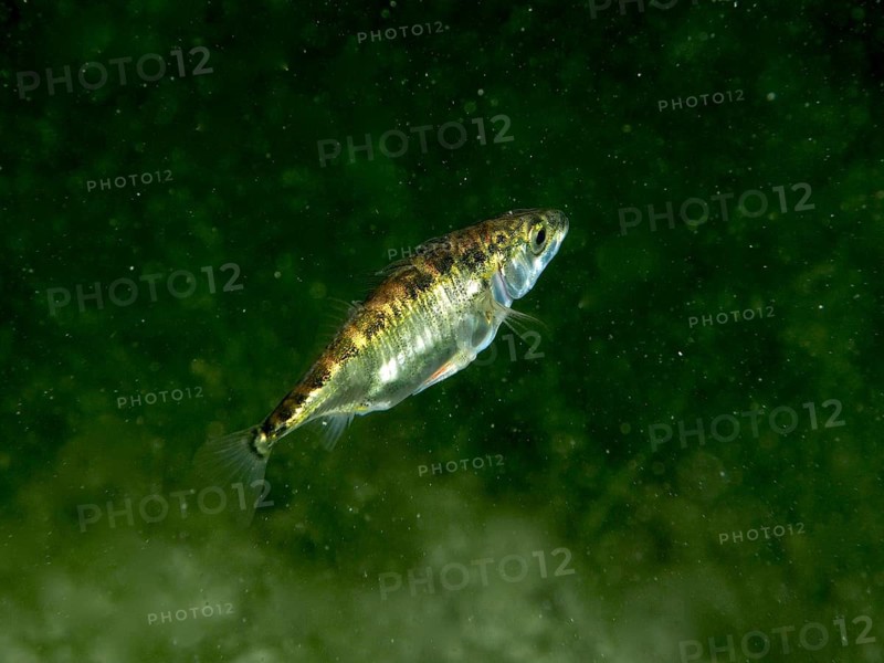 A Three-spined stickleback (Gasterosteus aculeatus) swimming alone in the green water, Wildsau dive site, Berlingen, Lake Constance, Switzerland, Germany