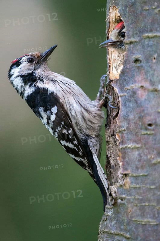 Dendrocopos minor, dryobates minor, small woodpecker, lesser spotted woodpecker, birds, high size, portrait format, male, piciforms, woodpeckers, birds, woodpecker