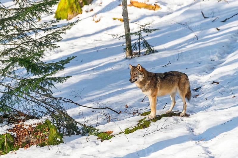European gray wolf (Canis lupus lupus) standing in a forest in winter, snow, Bavaria, Germany