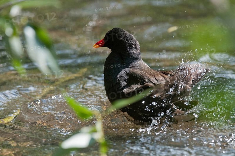 Gallinula chloropus, bogs, pond grouse, pond rail, bath, bathes, birds, gruiformes, crane birds, rails, railings, rallidae, swamp chicken, birds, waterbirds, waterbirds, waterbirds, waterbirds, waterhen