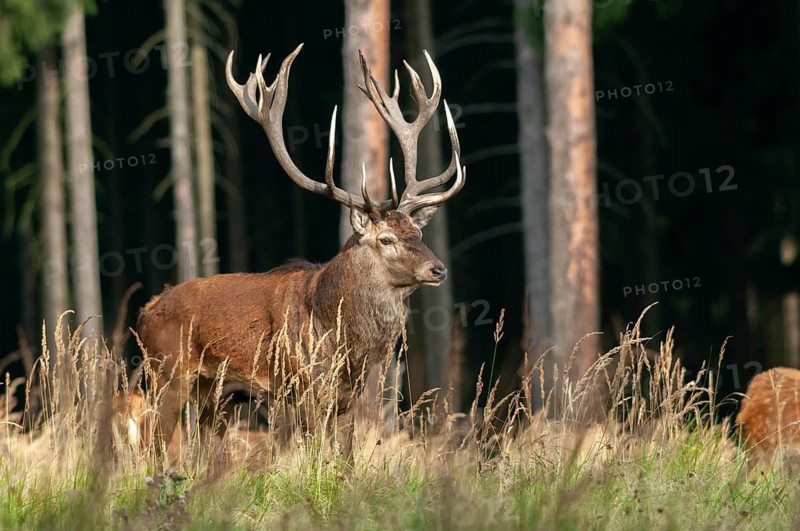 Artiodactyla, Cervus Elaphus, even-toed ungulate, cloven-hoofed, red deer, red deer, deer, mammals, mammals