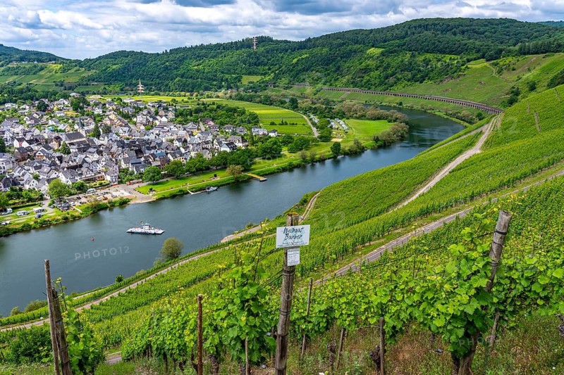 The wine town of Pünderich, in the district of Cochem-Zell, on the Moselle, view from the vineyards of the Pündericher Marienburg location, Moselle ferry, Rhineland-Palatinate, Germany