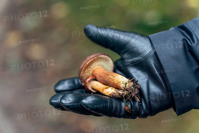 Mans hand in black glove holding a freshly picked birch bolete (Leccinum scabrum) mushroom in autumn forest