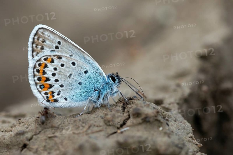 Argus blue, goatclover blue, plebeius argus, silver-studded blue, butterfly, insects, butterfly, butterflies
