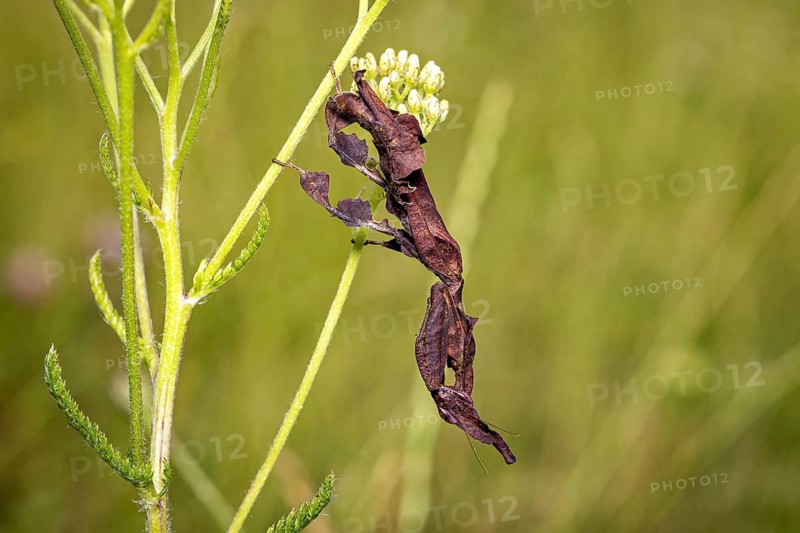 A close-up photograph of an insect on a stem in its natural habitat: a phantom mantis in a meadow near Windhoek, Namibia (Phyllocrania paradoxa)