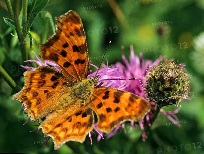 C-butterfly, comma butterfly, nymphalis c-album, polygonia c-album, butterfly, backlight, insects, butterfly, butterflies