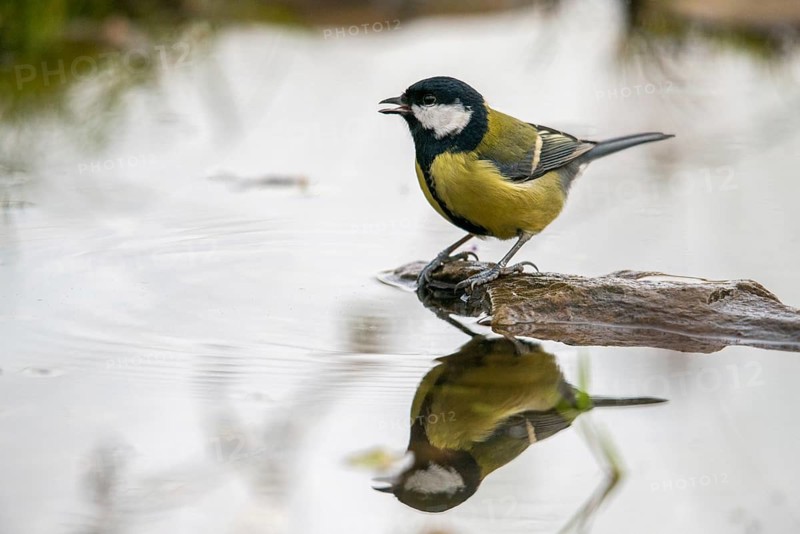 Great tit, great tit, parus major, bath, bird bath, birds, tit, passeri, songbirds, songbirds, tits, potions, birdbath, birds, watering place