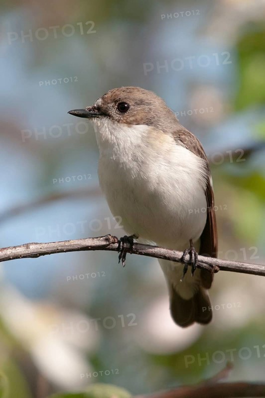 Ficedula hypoleuca, pied flycatcher, mourning snapper, mourning snapper, birds, high size, portrait format, passeri, songbirds, birds