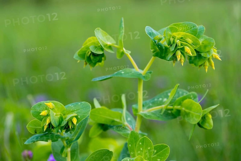 Boraginaceae, Cerinthe Minor, Czech Republic, small wax flower, lesser honeywort, roundleaf family, Czech Republic, wax flower, flora, plants, plants