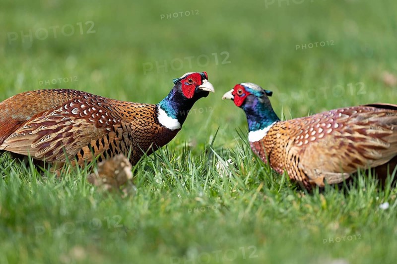 Fighting pheasants (Phasianus colchicus), Germany
