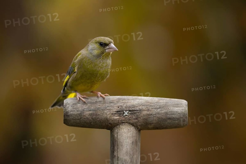 European greenfinch (Chloris chloris) adult male garden bird on a fork handle, England, United Kingdom