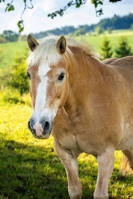 Haflinger, mare, in the pasture, portrait, chestnut, light mane, light chestnut (flax-coloured)