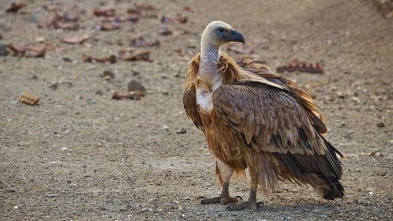 A vulture stands on barren ground, gazing intently into the distance: a griffon vulture (Gyps fulvus), Vulture, Vulture Hide, vulture observation post, Mount Koules, Fratri, Agios Vasilios, Rethymno Province, Crete, Greek Islands, Greece
