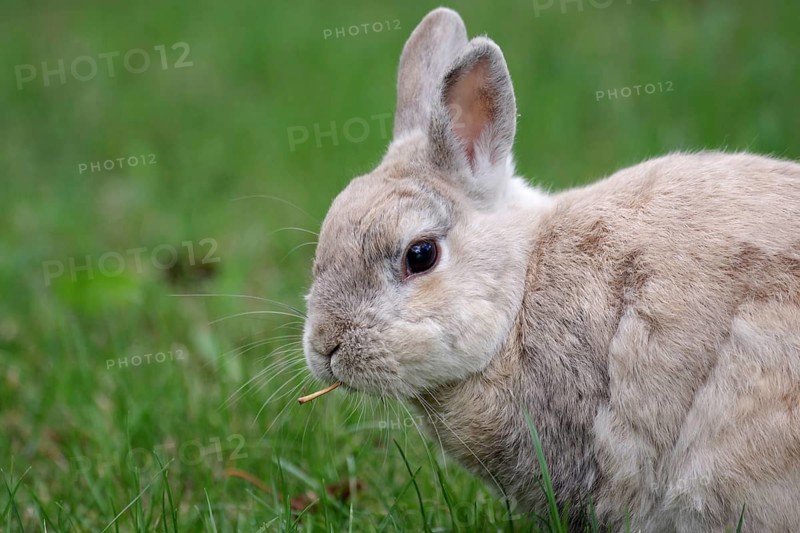 Domestic rabbit (Oryctolagus cuniculus forma domestica), portrait, freedom, the rabbit is eating fresh grass and plants in the meadow