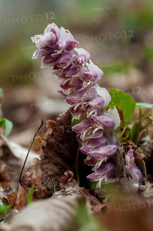 Upright scale root, brown root, common scale root, Lathraea squamaria, scale root, scrophulariaceae, common toothwort, flora, high size, vertical format, plants, plants