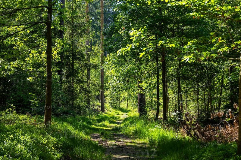 Waldweg in der Dippoldiswalder Heide, Dippoldiswalde, Saxony, Germany