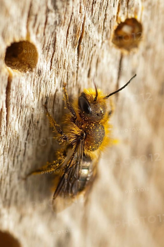 Hymenoptera, shorthorn mason bee, mason bee, osmia atrocaerulea, osmia brevicornis, osmia panzeri, sweet mason bee, short-horned mason bee, high size, portrait format, insects, wild bees