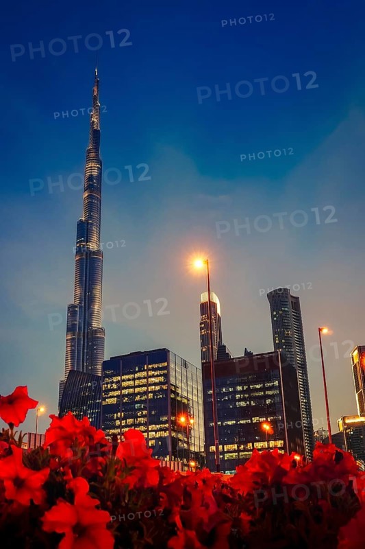 Dubai, UAE - 16th january, 2026: panorama Downtown Dubai, Burj Khalifa and illuminated global business hub skyline panorama at night.Burj Khalifa Night Skyline with Red Flowers Foreground