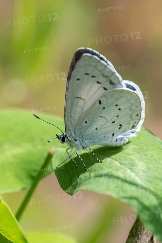Celastrina argiolus, buckthorn blue, holly blue, blue, butterfly, high size, portrait format, insects, butterflies, butterflies, butterflies