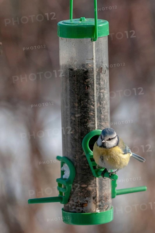 Blue tit, parus caeruleus, birds, feeding, high size, portrait format, tits, passeri, songbirds, tits, birds, winter feeding