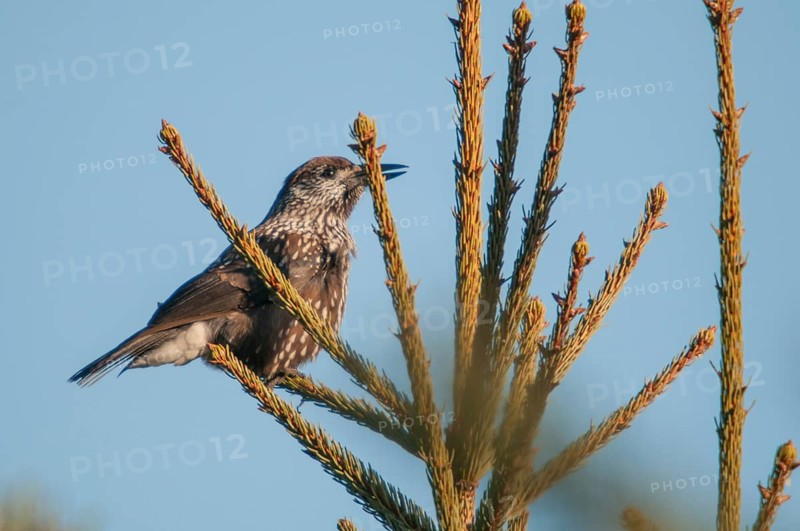 Nucifraga Caryocatactes, Nutcrackers, Jays, Birds, Corvidae Family of Birds, Passeri, Corvids, Songbirds, Birds