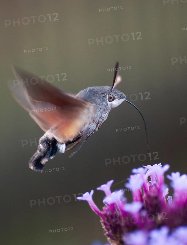 Hummingbird hawk-moth, carp tail, hummingbird swarmer, macroglossum stellatarum, dove tail, butterfly, flying, flight, insects, moths, moths, moths, butterfly