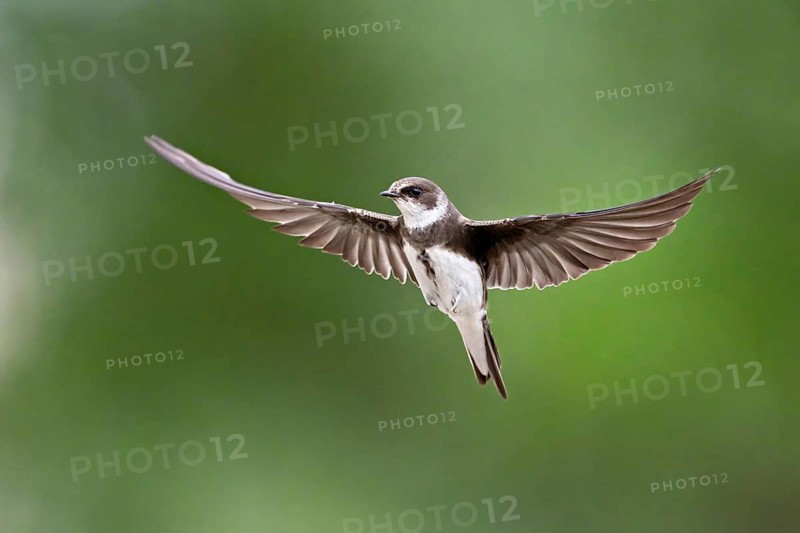 Sand Martin (Riparia riparia), in flight, Reussegg Nature Reserve, Canton of Aargau, Switzerland