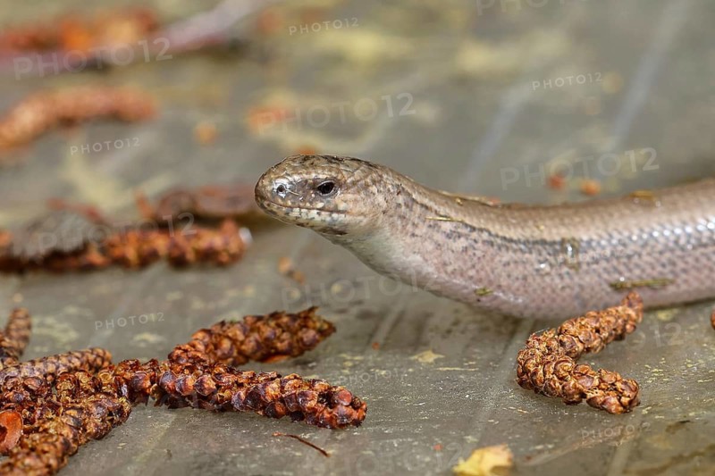 Slow worm (Anguis fragilis), Wilnsdorf, North Rhine-Westphalia, Germany