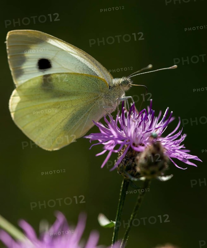 Large cabbage white, Pieris brassicae, butterfly, high size, portrait, insects, butterfly, butterflies