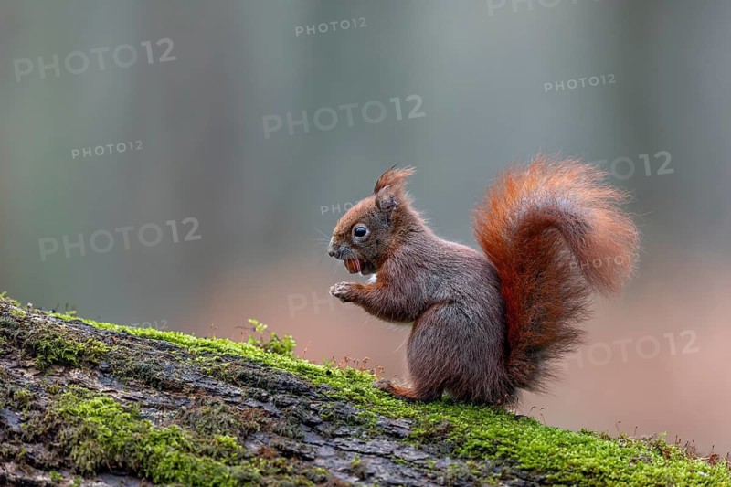 The squirrel (Sciurus vulgaris) carries the hazelnuts in its mouth to a safe hiding place, sweet, cute, January, Germany