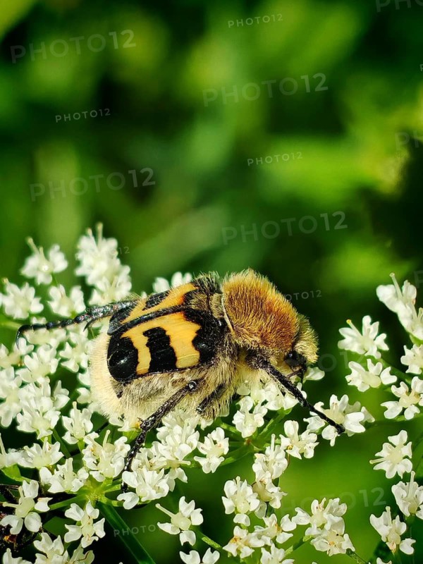 A close-up of a furry, yellow-and-black-banded bee beetle (Trichius fasciatus) resting on tiny white flowers of the black elder (Sambucus nigra), Rennsteig, Frankenwald nature park Park, Upper Franconia