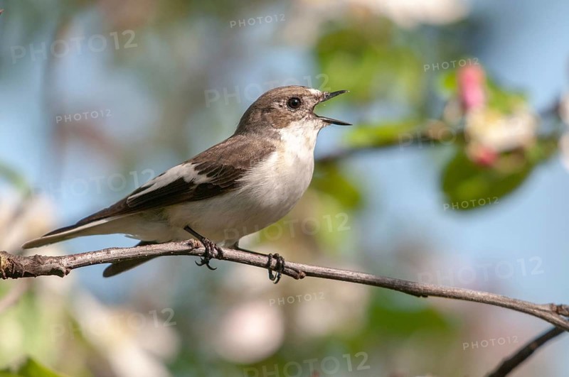 Ficedula hypoleuca, pied flycatcher, mourning snapper, mourning snapper, birds, song, passeri, singing, songbirds, birds