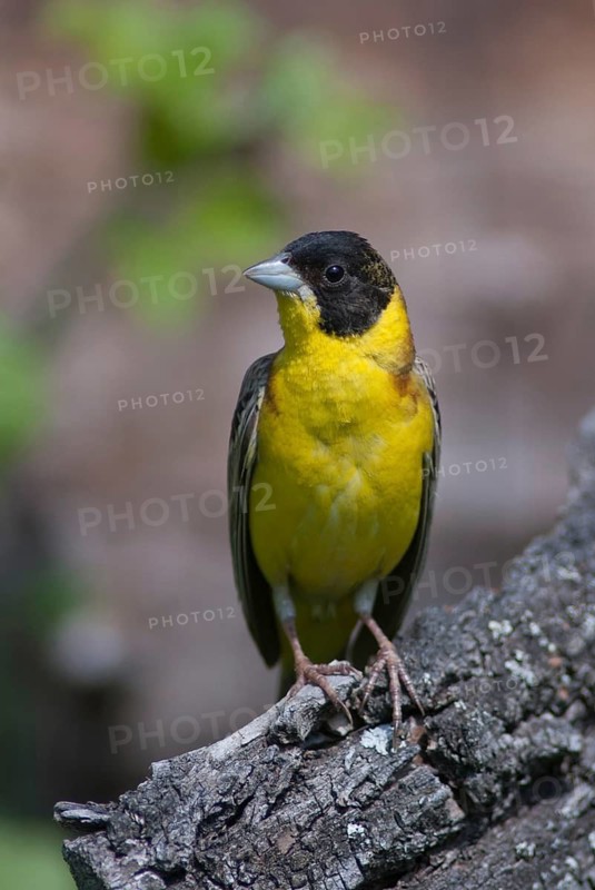 Black-headed bunting, Emberiza melanocephala, caped bunting, birds, Bulgaria, high size, portrait format, male, passeri, songbirds, birds