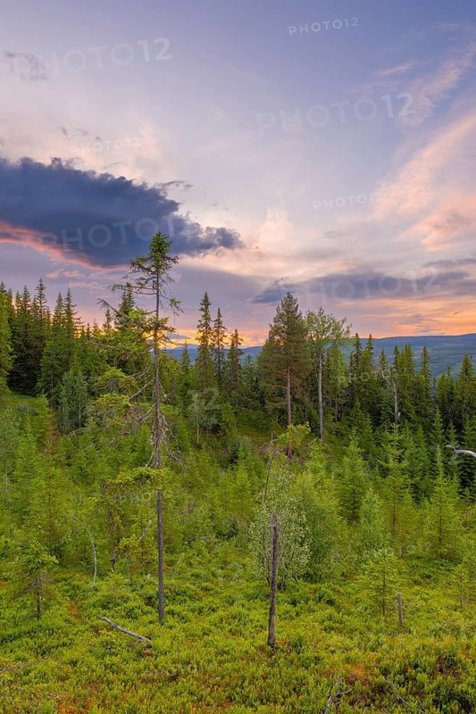 View of a clearing in the forest at sunset in the mountains, Gol, Halligdal, Buskerud, Norway