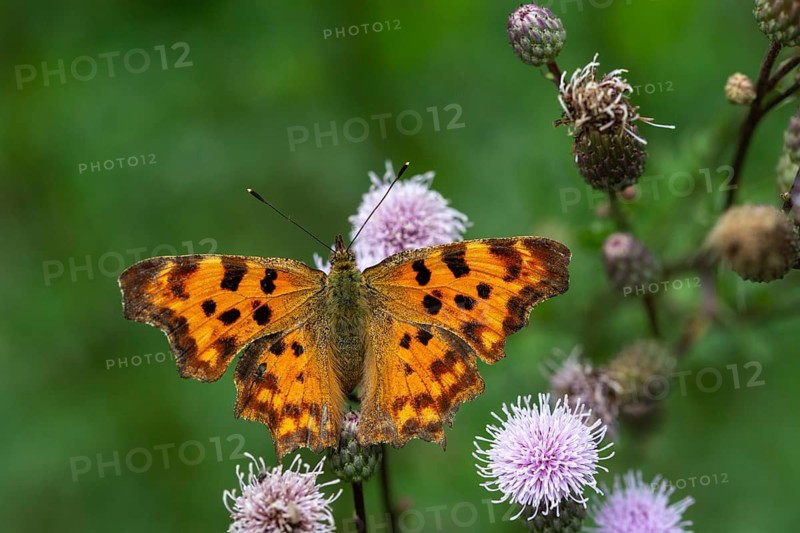 C-butterfly, comma butterfly, nymphalis c-album, polygonia c-album, butterfly, insects, butterfly, butterflies