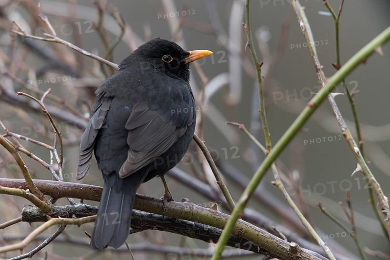 Blackbird, Turdus Merula, Birds, Male, Male, Passeri, Songbirds, Birds