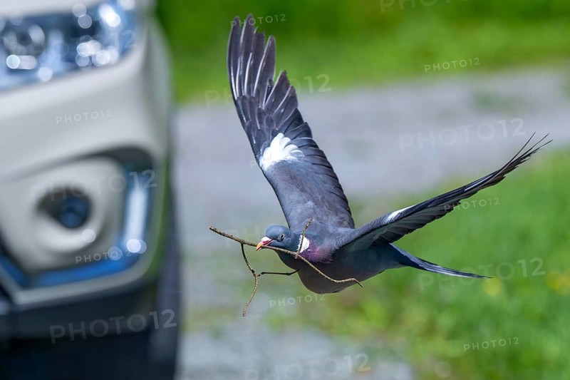 Wood pigeon (Columba palumbus), flies just in front of a car, bird strike on a vehicle, collision between a bird and a car, Littlewood Ranch, Limbach, Burgenland, Austria